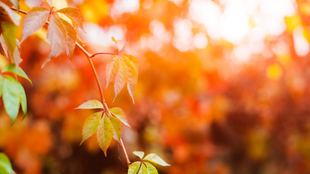 Därför är det viktigt att ta bort löven under den milda hösten